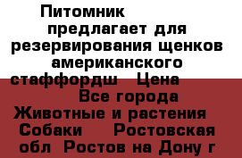 Питомник KURAT GRAD предлагает для резервирования щенков американского стаффордш › Цена ­ 25 000 - Все города Животные и растения » Собаки   . Ростовская обл.,Ростов-на-Дону г.